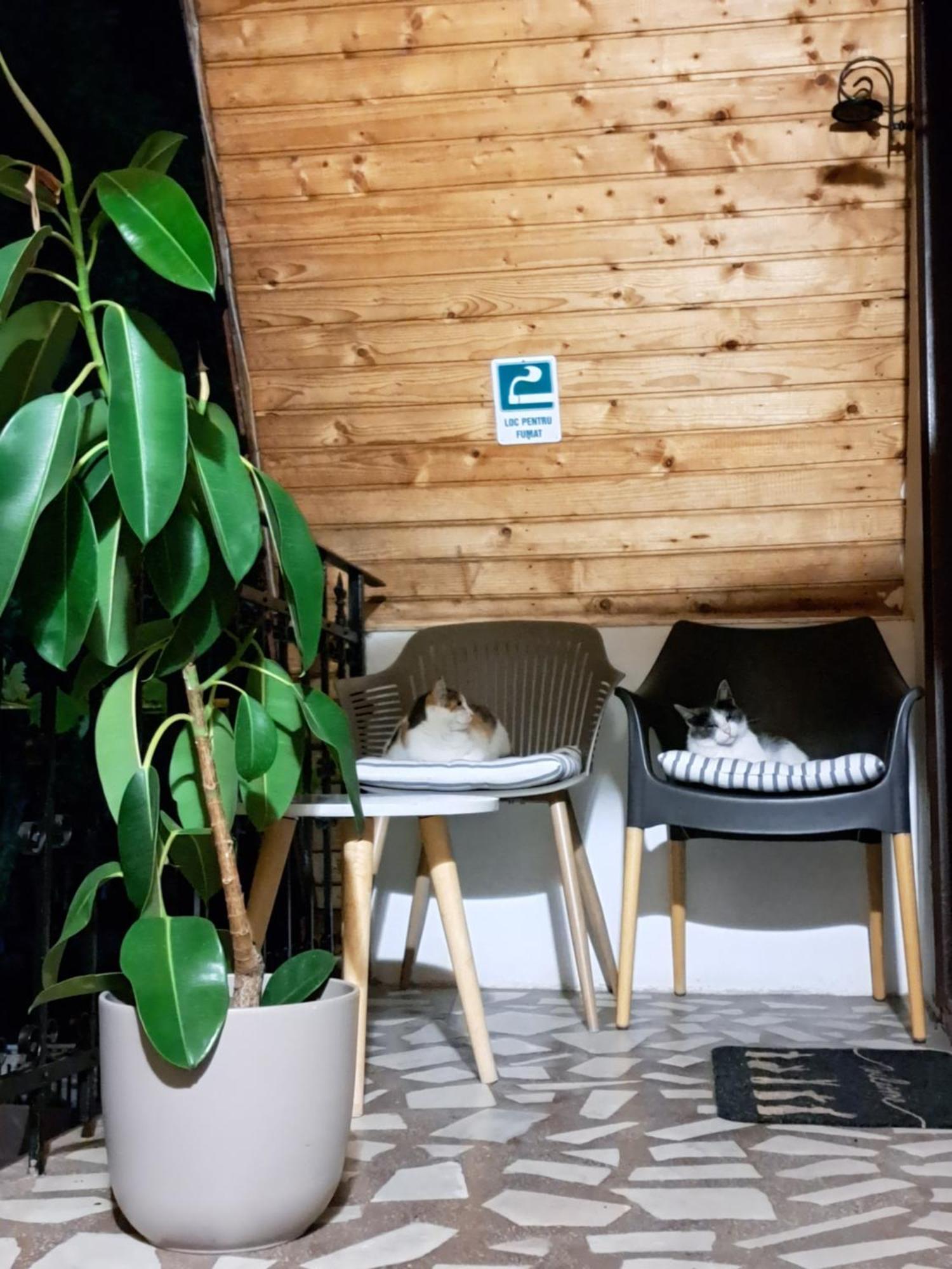 Piccola Italia Casa Racovita Cluj-Napoca Buitenkant foto